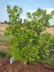 Picture of Osmanthus americanus form. Link to larger picture. Select back button to return.