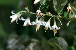 Picture of Styrax confusus flower. Link to larger picture. Select back button to return.