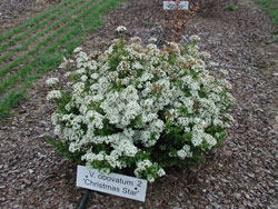 Picture of Viburnum obovatum 'Christmas Star' flower and form. Link to larger picture. Select back button to return.