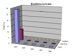 Bar chart showing Shoot Height for Buddleia loricata. Link to larger picture. Select back button to return.