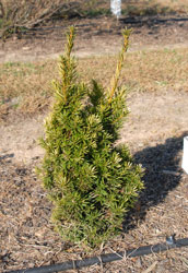 Picture of Taxus baccata 'Carl Totemeier'. Link to larger picture. Select back button to return.