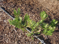 Picture of Cephalotaxus harringtonia ‘Prostrata’ form. Link to larger picture. Select back button to return.