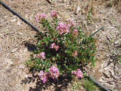 Picture of Lagerstroemia x Dazzle™ Me Pink flower and form. Link to larger picture. Select back button to return.