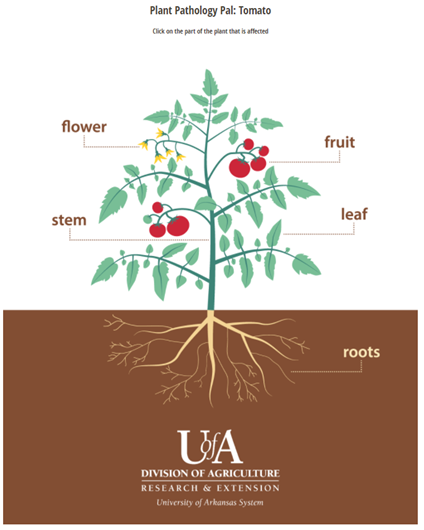 Plant Pathology Pal:  Tomato