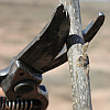 Pecan Pruning [Photo courtesy University of Georgia College of Agricultural and Environmental Sciences]