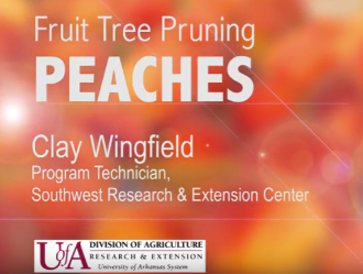 Pruning peach trees in Arkansas video link