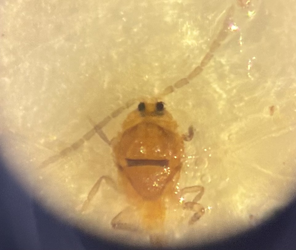 San Jose Scale under a microscope