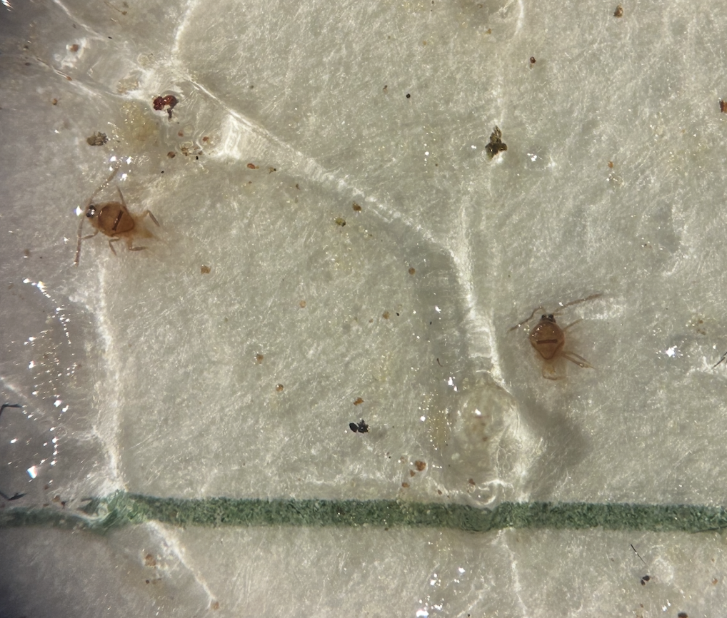 San Jose Scale under a microscope