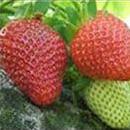 University of Arkansas strawberries