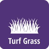 Turf Grass