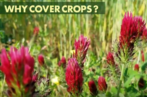 Photo of red clover with insects on it and a title floating above that reads "Why Cover Crops?"