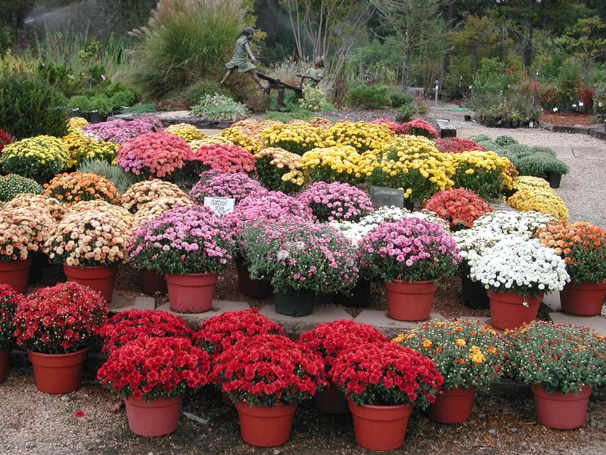 fall mums sold in bulk Fall mums