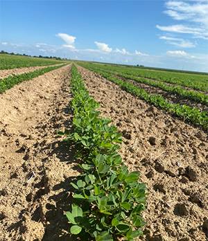 Row of peanuts in a Randolph county field