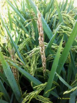 Green rice plant with brown grain which is Bacterial panicle blight.