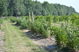 Blackberry trial at The Learning Farm in Southwest Arkansas | Arkansas Extension