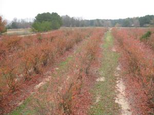 Blueberries - before shot | The Learning Farm | Commercial Fruits & Nuts | Farm & Ranch | Arkansas Extension