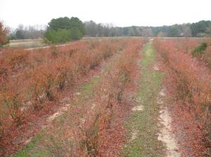 Blueberries - before shot | The Learning Farm | Commercial Fruits & Nuts | Farm & Ranch | Arkansas Extension