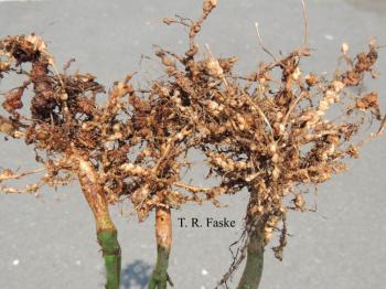 Ssoybean root system suffering from root-knot nematode galling