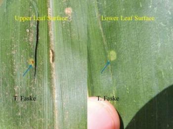 southern rust