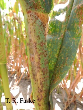 Southern Rust