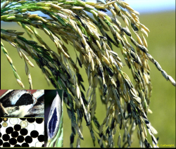 Rice plant with black spots on the brownish yellow grain.