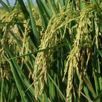 Rice panicles