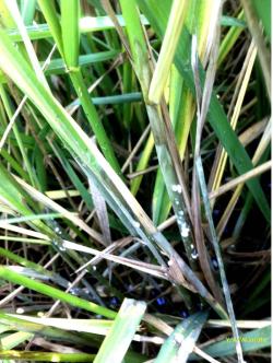 Green rice sheath with diseased brown patches on it.