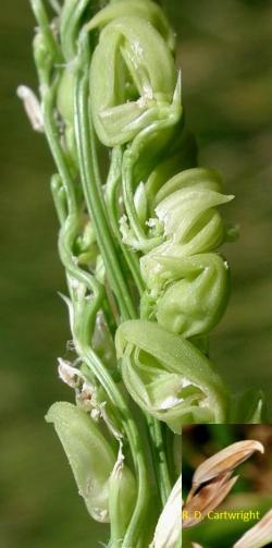 Straighthead Photo of rice grains still on plant that are puffed up and dirty brown in color.