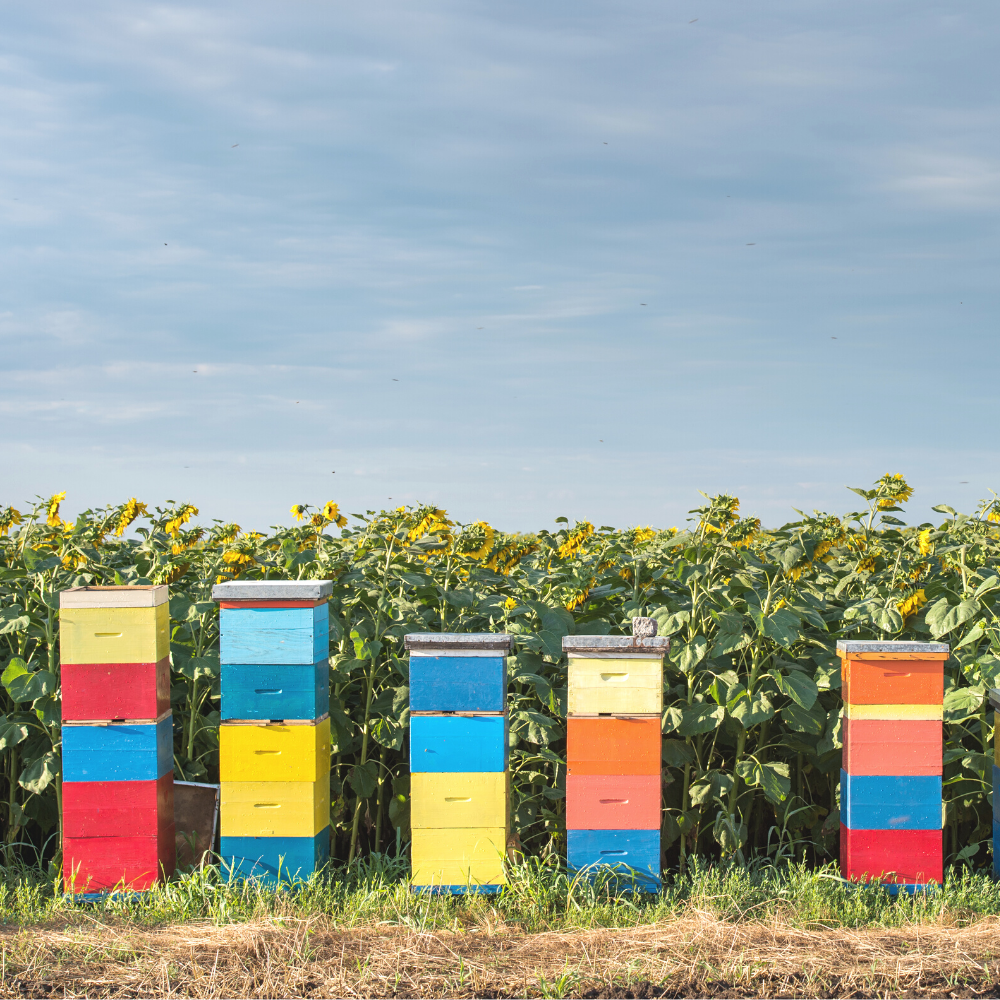 A brightly colored assortment of beehive boxes stacked on the edge of a blooming sunflower field.