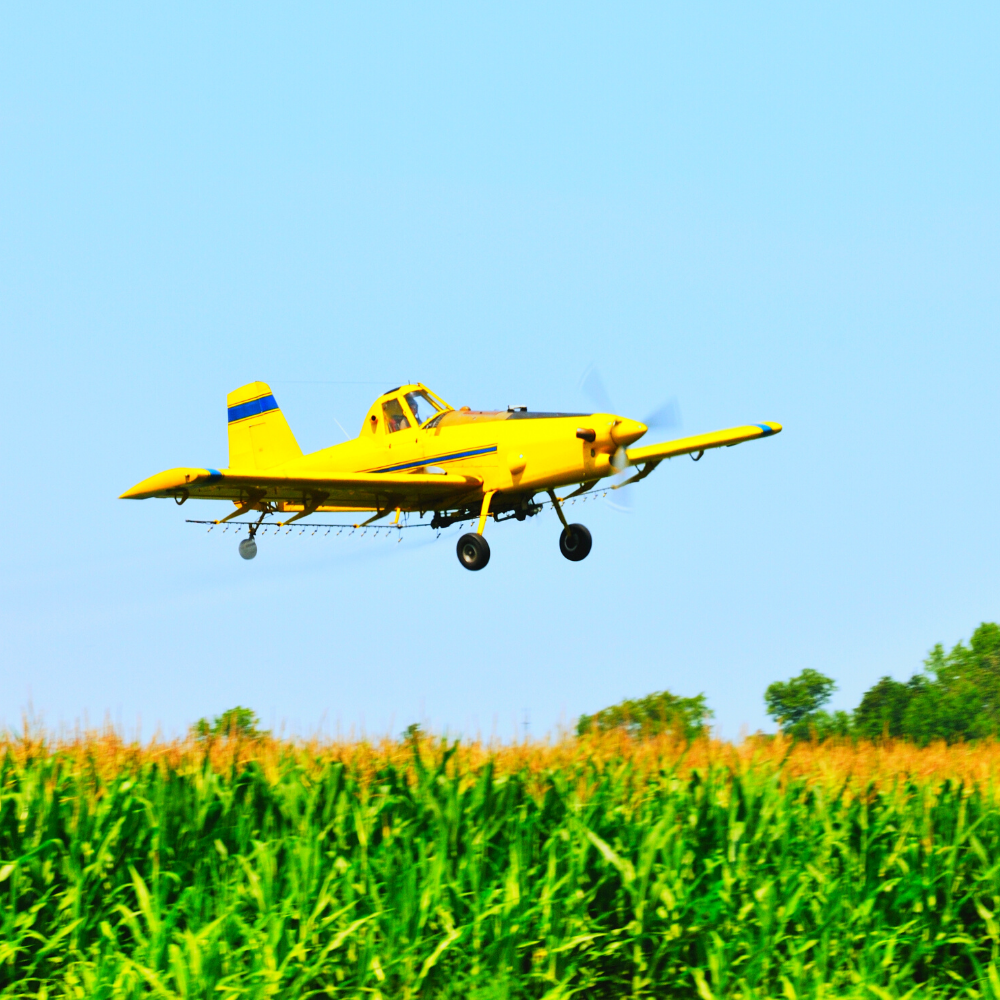 A bright yellow crop duster flying low over a tasseling corn field with a bright blue sky in the background.