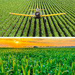 small pesticide sprayer plane flying over row crops