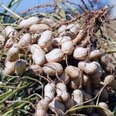 Peanut Production | Row Crops | Farm & Ranch | Arkansas Extension