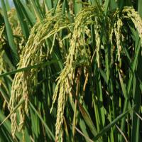 Rice Production | Row Crops | Farm & Ranch | Arkansas Extension
