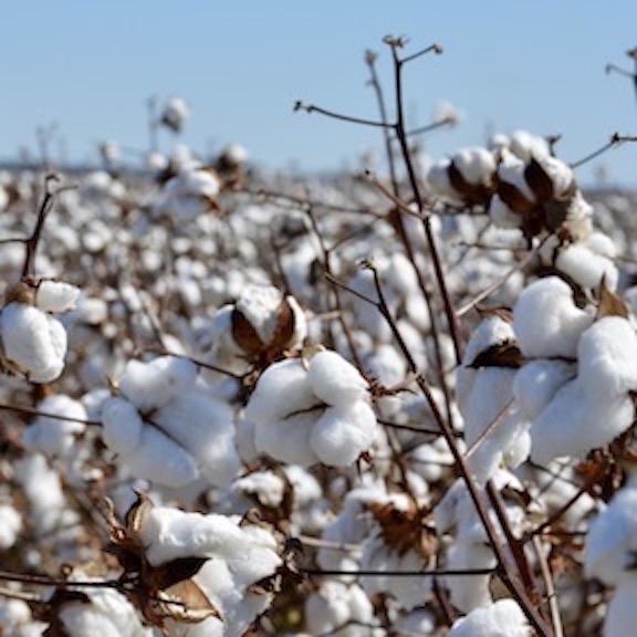 Cotton Production | Row Crops | Farm & Ranch | Arkansas Extension