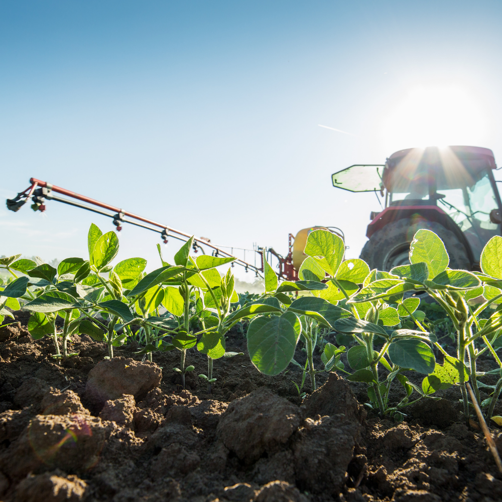 Close up of a soybean field being with a spray boom activily spraying the crop and pulled by a tractor.