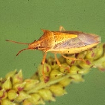 Photo of a Rice Stinkbug crawling on a plant