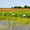field of rice growing in water