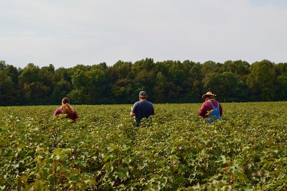 Collecting plants for boll counts in a 2020 Cotton Verification field