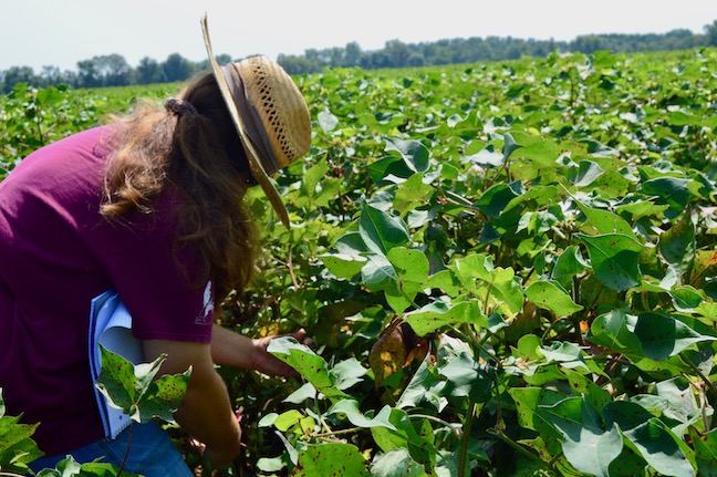 Amanda Holt, Scouting a CRVP field in St. Francis County