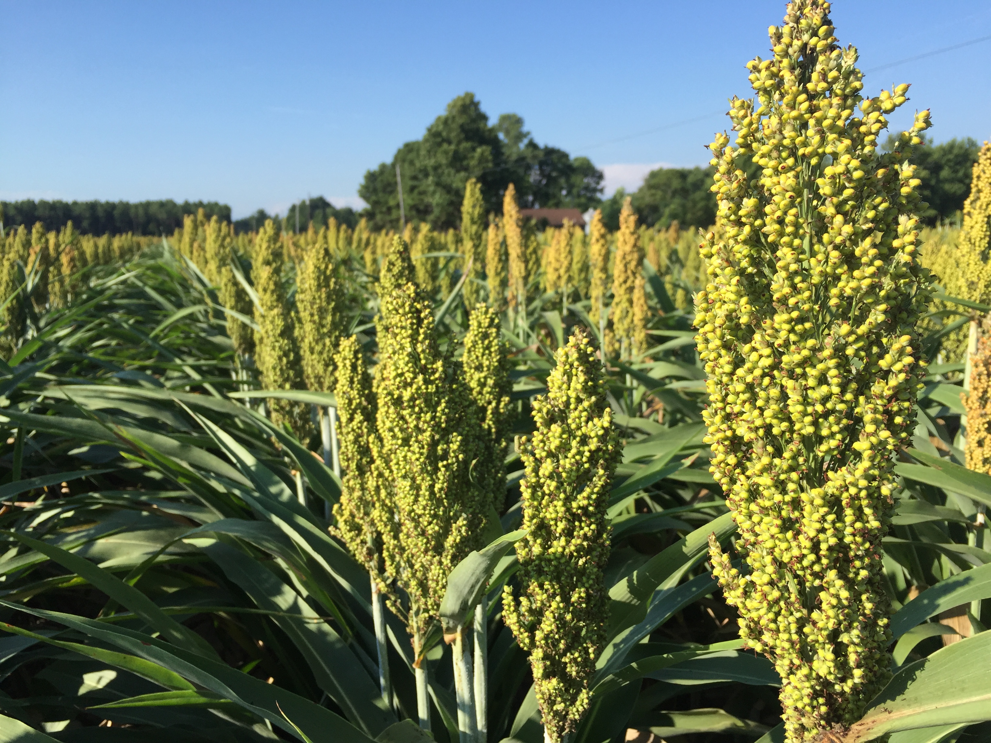 White County Grain Sorghum