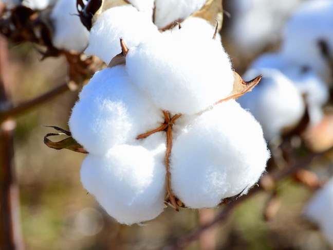 Cotton Boll Cotton Boll