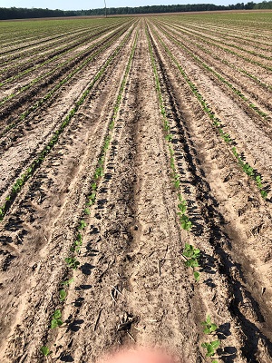 Soybeans Emerging