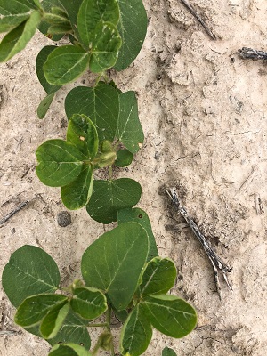 Soybeans Emerging