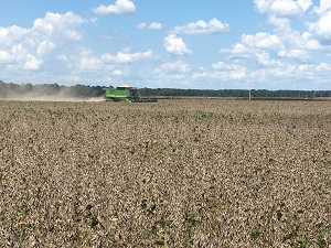 Soybean Harvest 