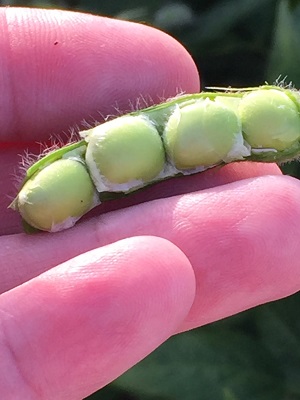 Soybeans Filling Pods 