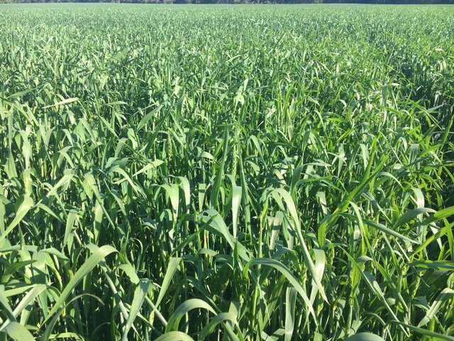 WRVP Starting to Head