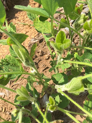 Soybeans Starting to Bloom