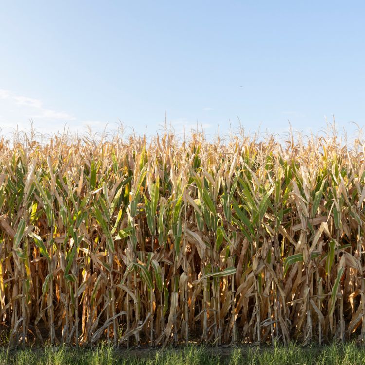 corn growing in a field with a blue sky in the background