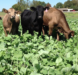 Cattle in turnips
