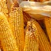 image of corn on the cob